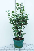 CAMELLIA JAPONICA ROOD-ROUGE