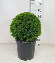 TAXUS MEDIA 'GROENLAND'