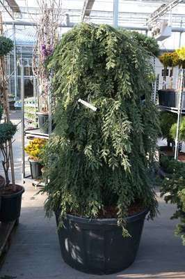 TSUGA CAN. 'PENDULA'