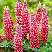 LUPINUS 'THE PAGES'