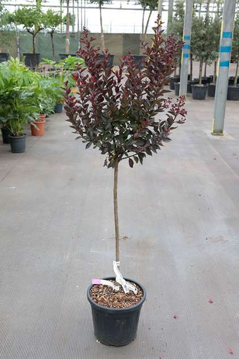 LAGERSTROEMIA IND. 'DOUBLE DYNAMITE' (='WHIT X')