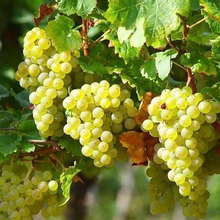 Vitis vinifera wit/blanc
