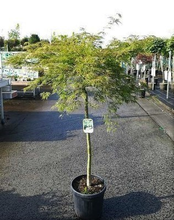 ACER PALM. 'DISSECTUM'