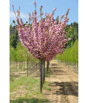 Prunus ser. Kansan