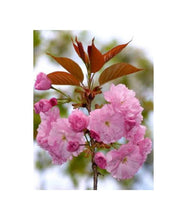 Prunus ser. Kansan